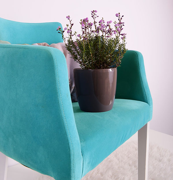 Plant sitting on a chair